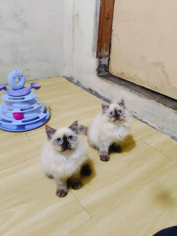 Kitten Himalaya sealpoint