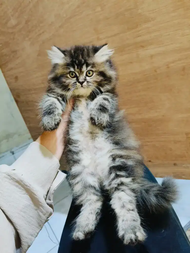 Kitten marble betina