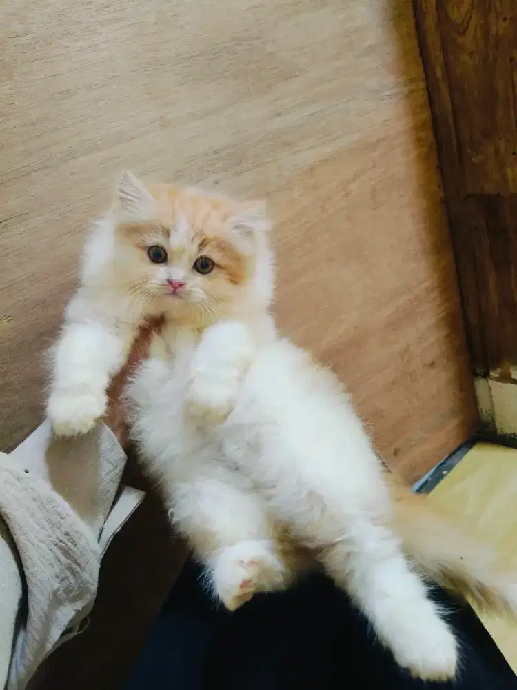 Kitten Persia Oren putih