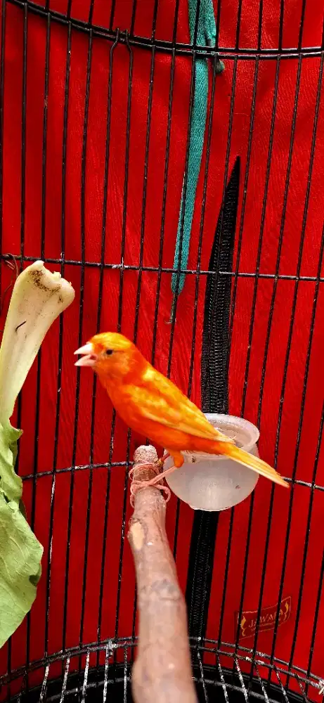 Kenari merlok ring peternak burja