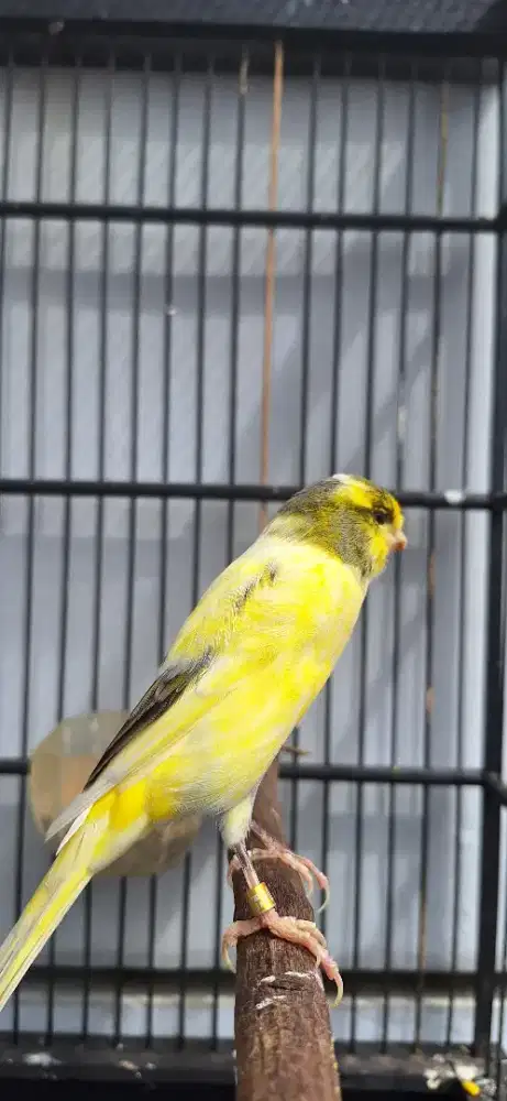 Kenari afsf bon kuning burja