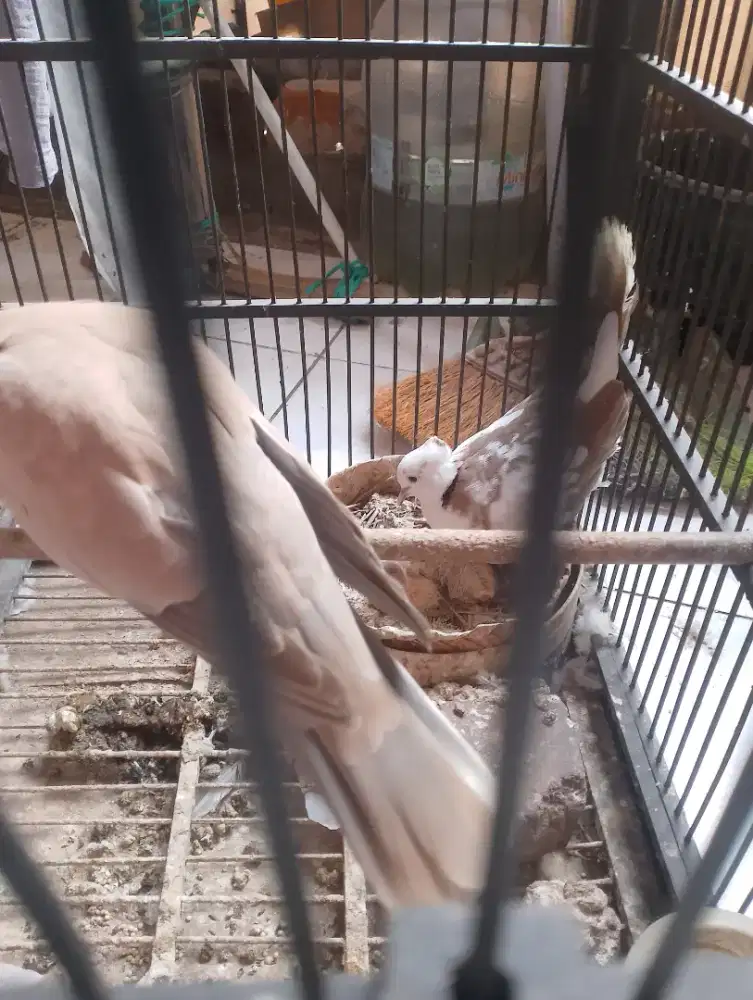 Anakan puter pelungx puter jambul blorok