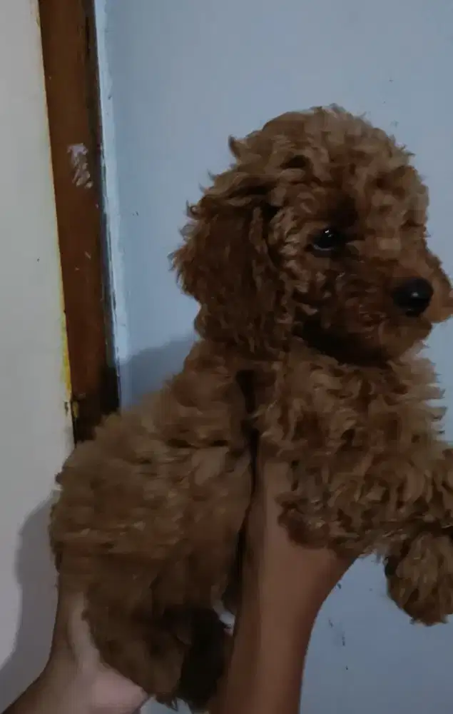 Dijual anakan Red Poodle