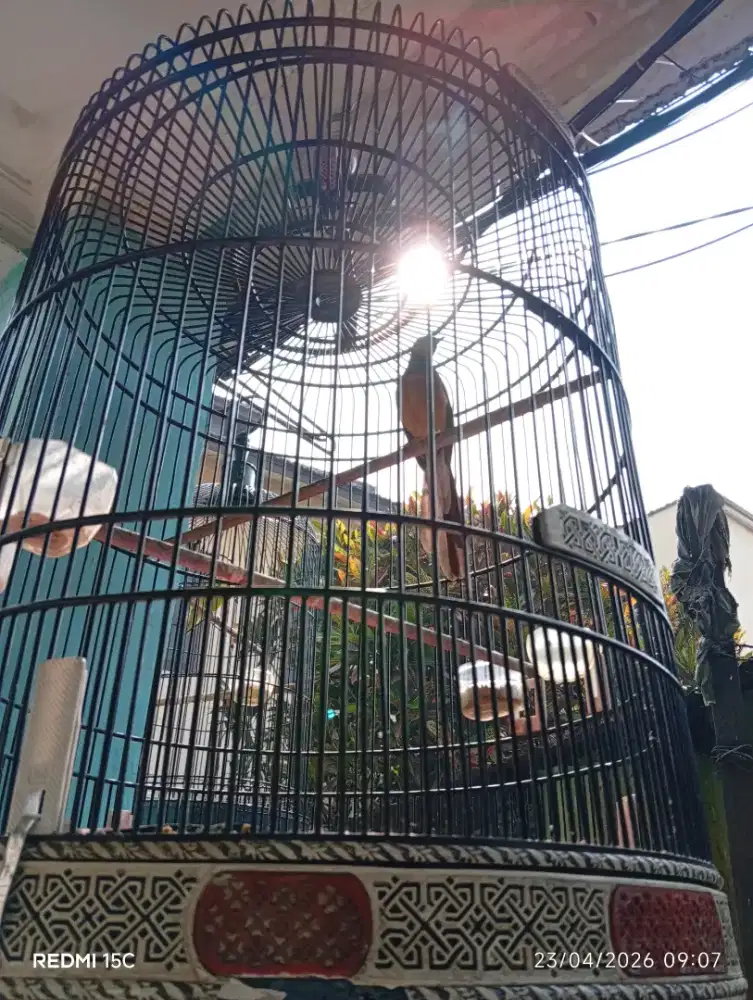 Murai medan muda dokor