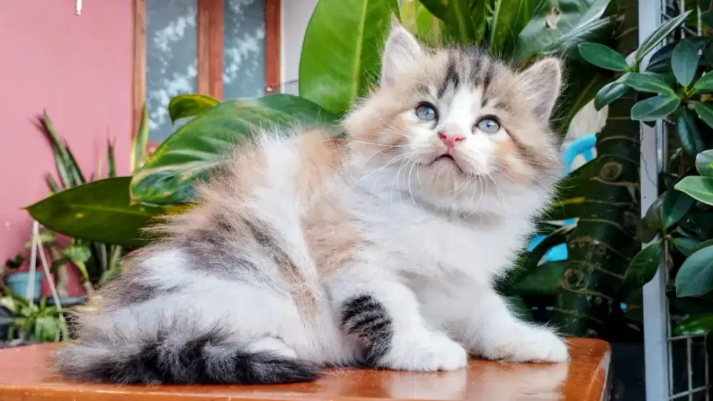 Kucing persia kitten