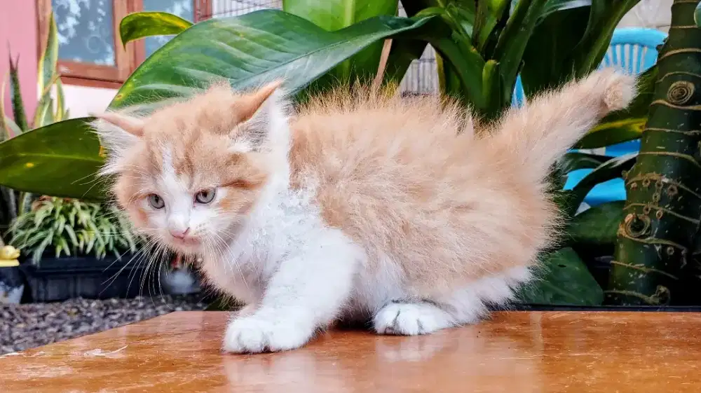 Kucing persia kitten