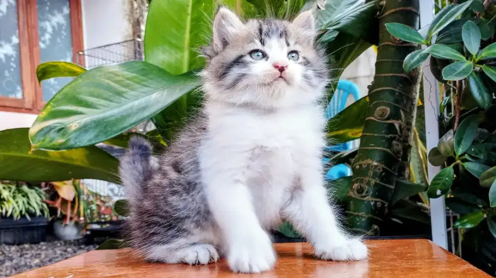 Kucing persia kitten