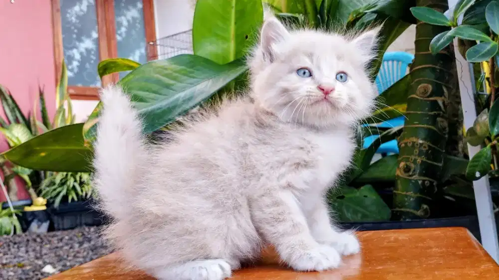 Kucing persia kitten