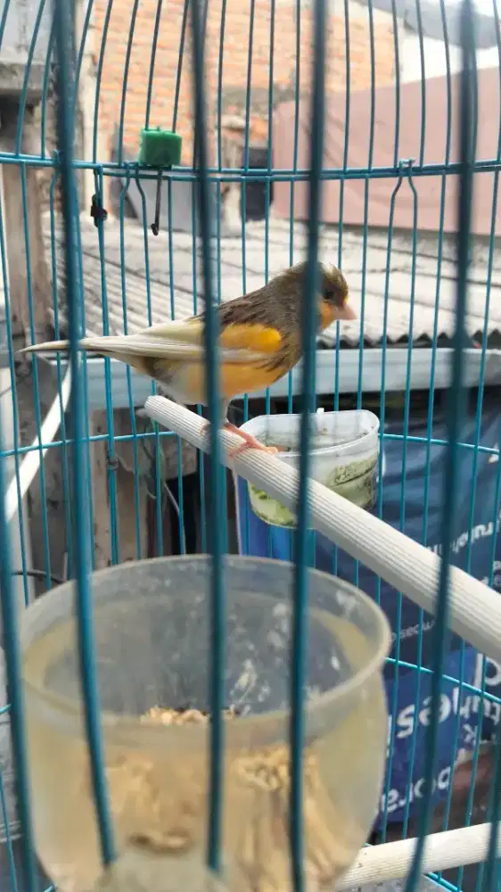 Jual Burung Kenari Betina