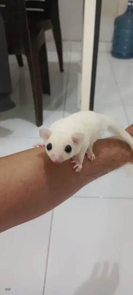 Sugar Glider Leucistic