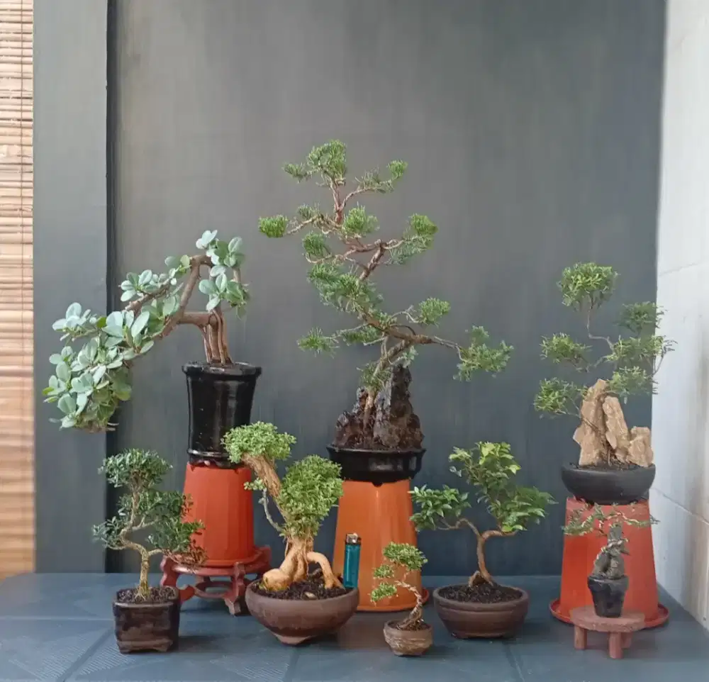 Borongan murah bonsai mini 8 pohon