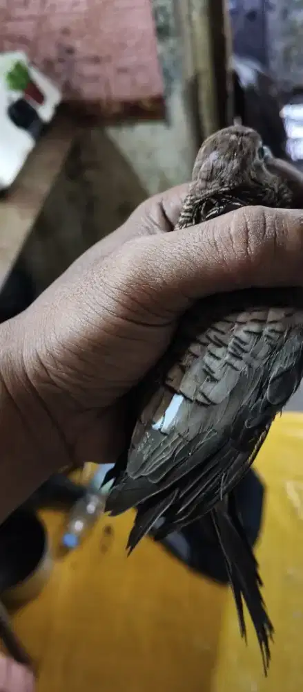 Perkutut cemani Mojopahit kolbuntet buntel mayit