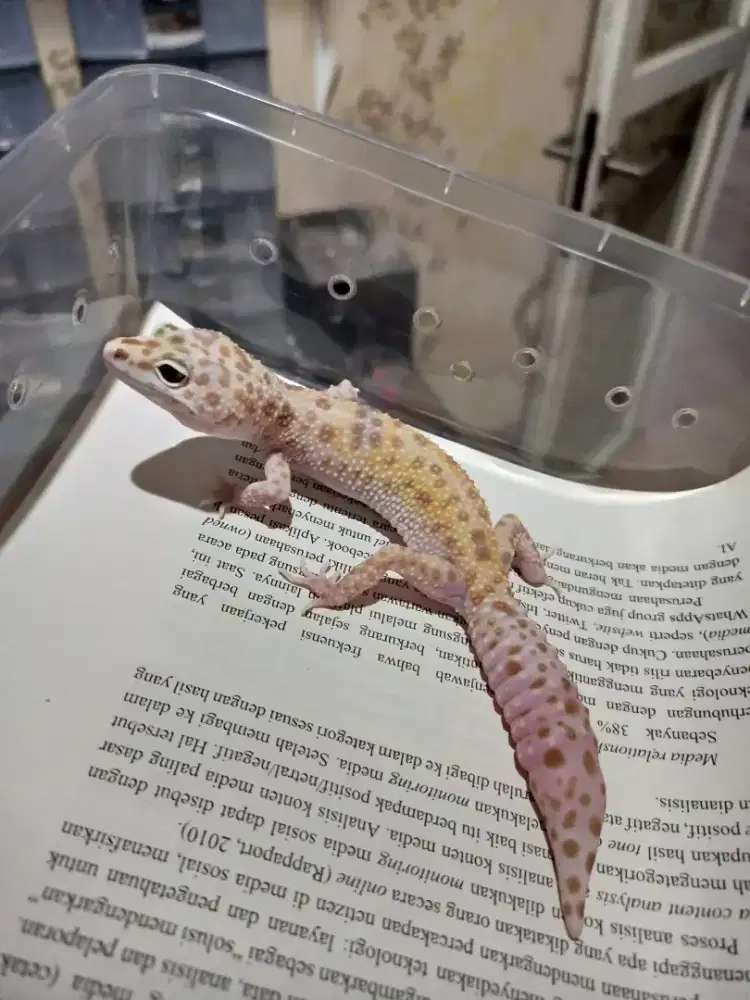 LEOPARD GECKO DREAMSICLE