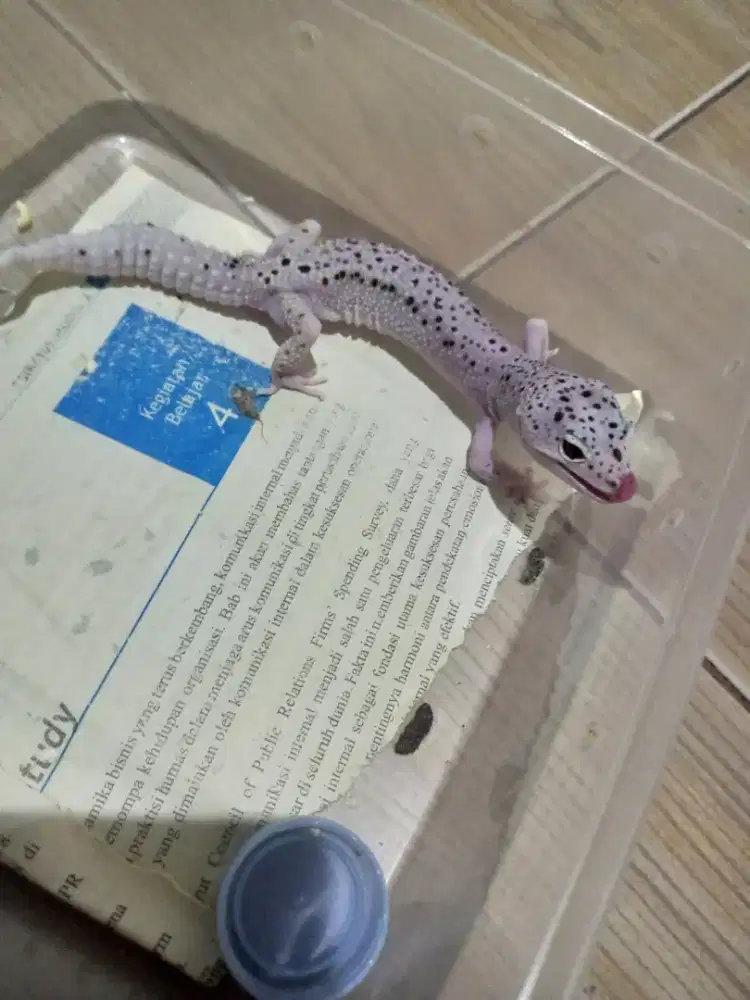 Leopard gecko Macksnow enigma