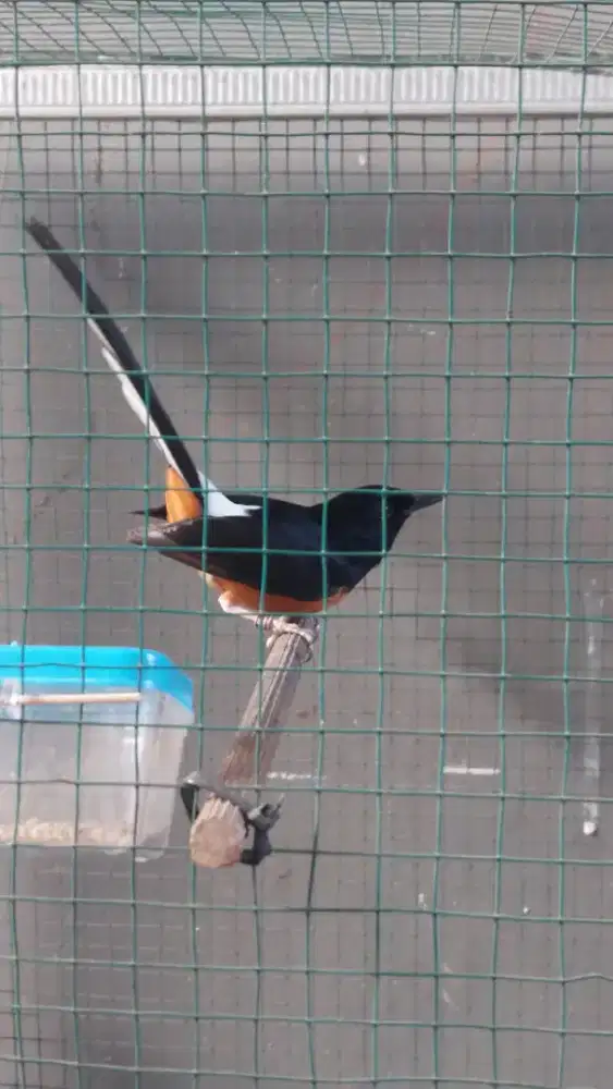 Murai batu gacor dorr