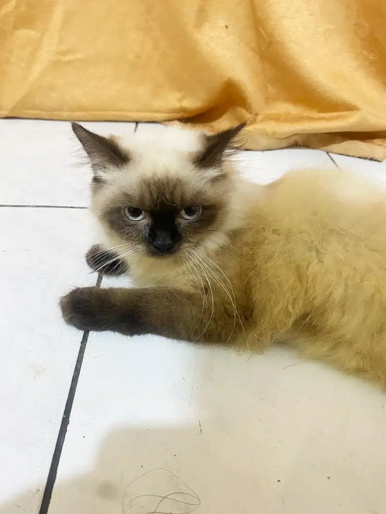 Kucing persia Jantan