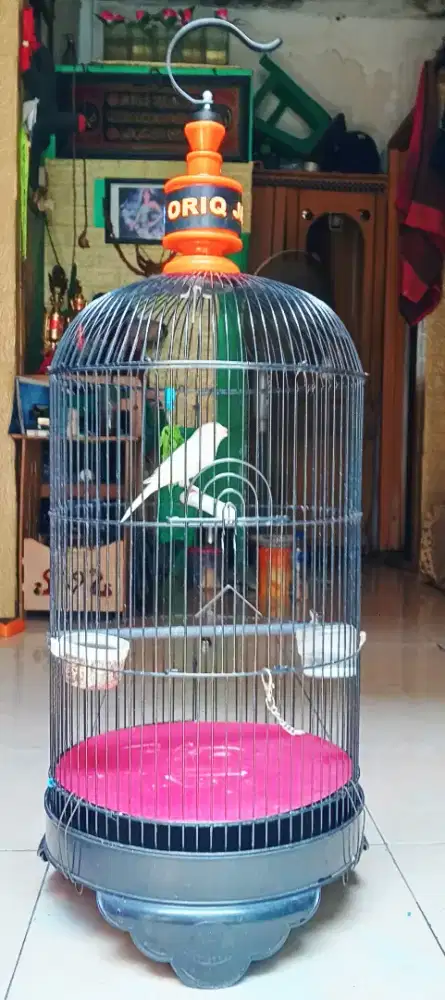 burung kenari pocong retina mata merah  jantan mapan fullset