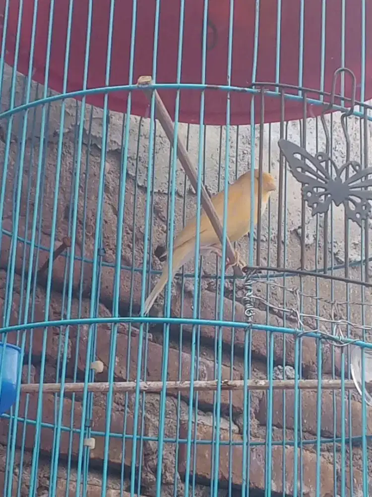 Kenari af kuning dor