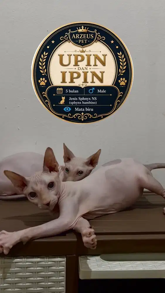 Sphynx NS (Sphynx x Bambino)