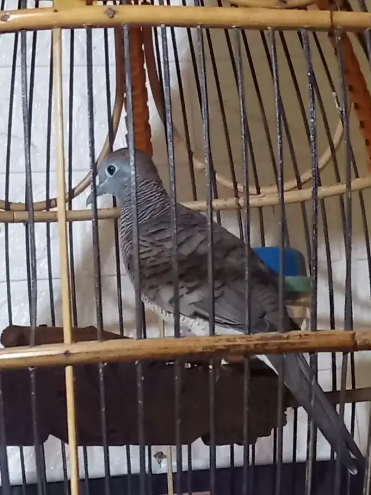 Burung Perkutut Bangkok