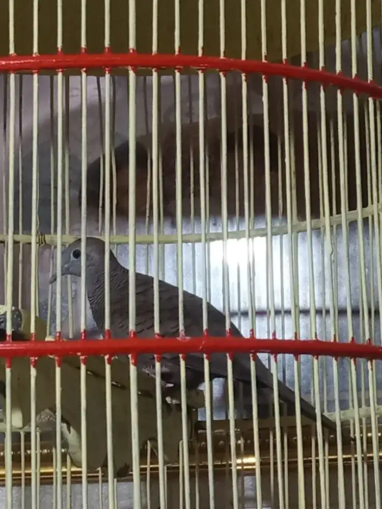 Burung perkutut  camani