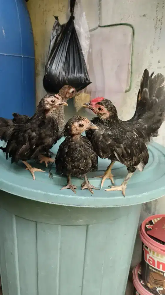 ANAK AYAM KATE 4 EKOR