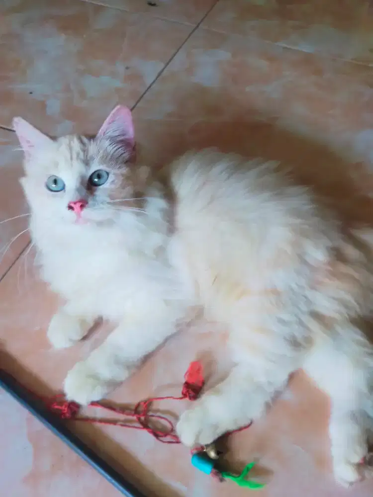 Kucing Persia Betina