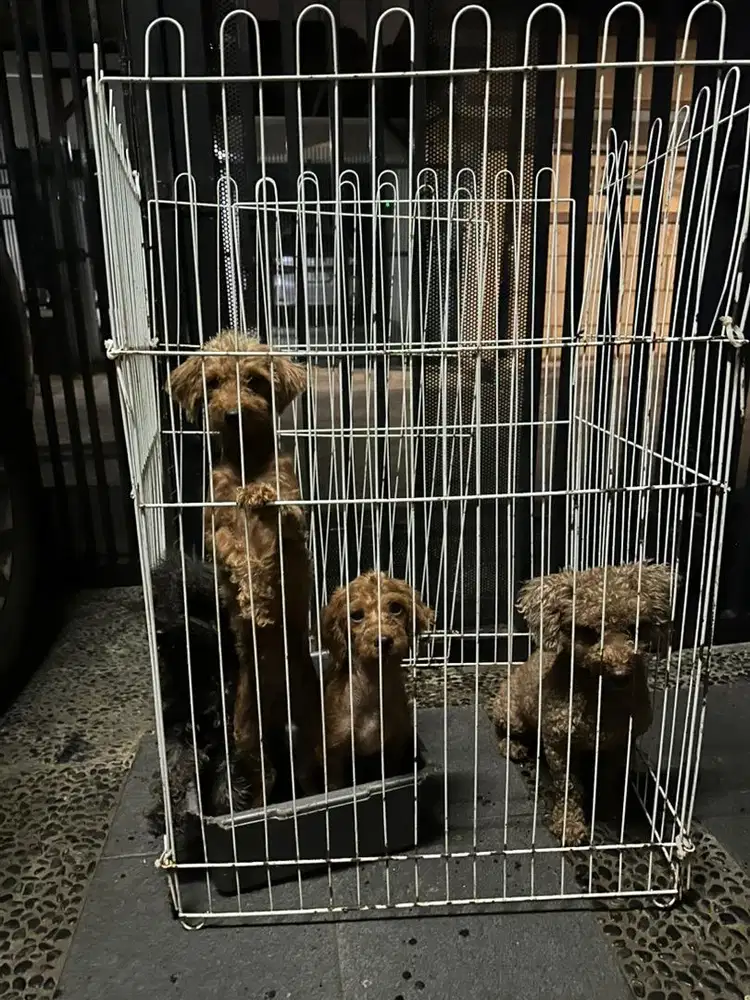 8 anjing poodle jantan & betina
