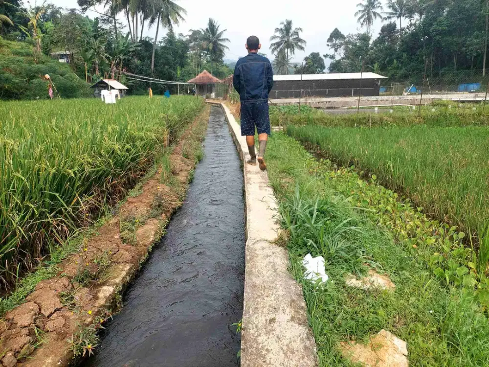Tanah sawah & kebun murah ada sumber air