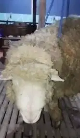 domba merino jantan 75kiloan layak hewan kurban premium 2026 jamin top