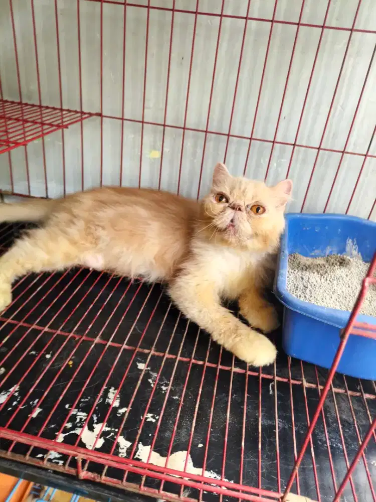 Peaknose betina 12 bulan