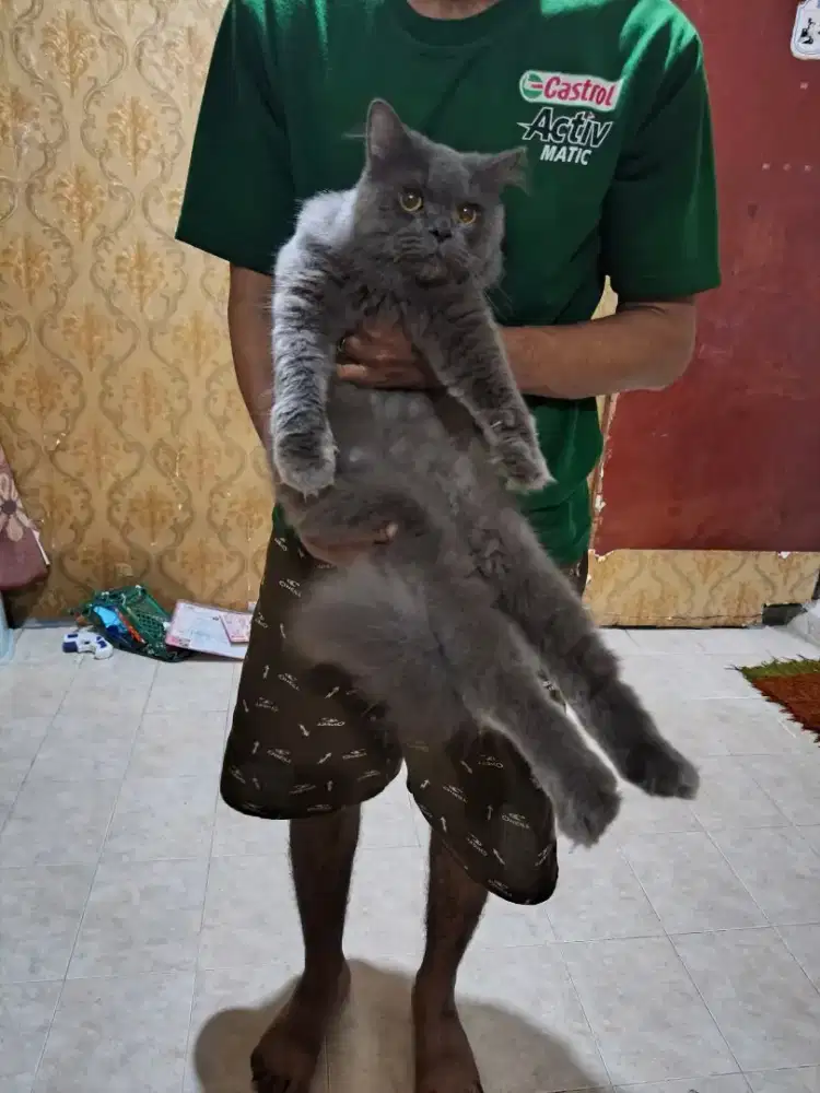 Flatnose gembul jantan 8 bulan