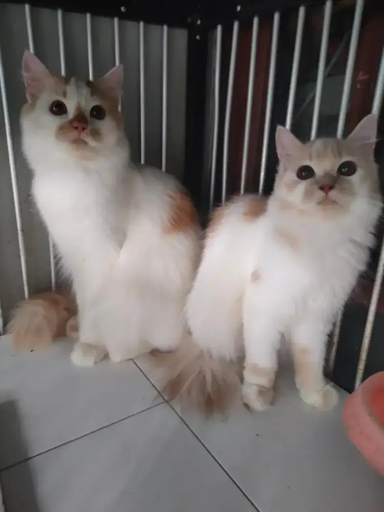 Persia jantan-betina 6 bulan