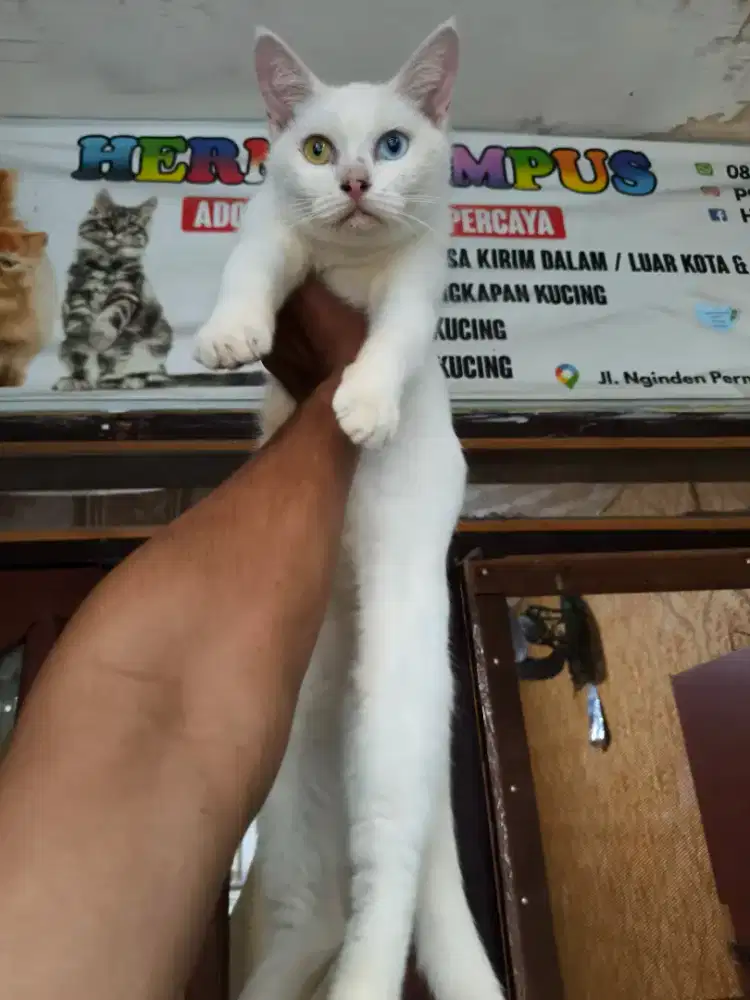 Persia odd eye betina 7 bulan