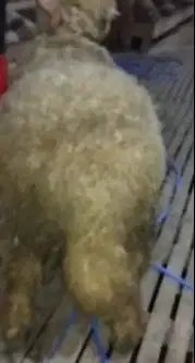 domba merino jantan superan 75kiloan siap domba qurban premium manteb