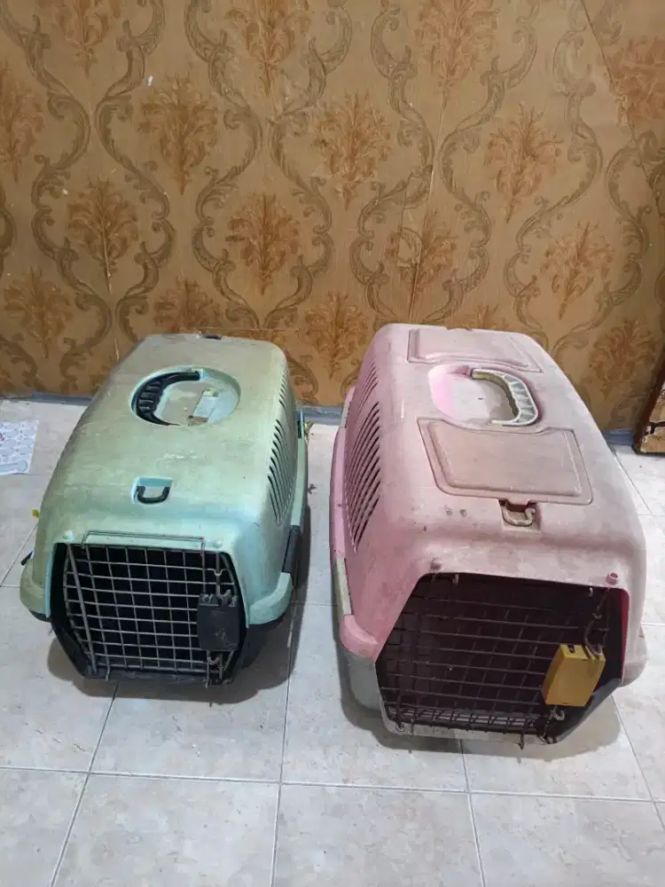 Pet cargo kucing