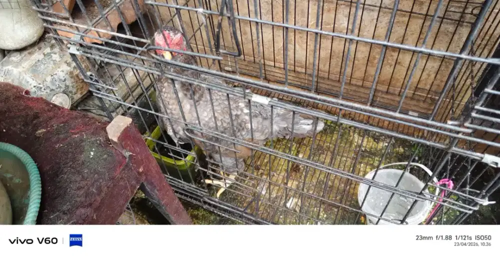 Ayam barter burung