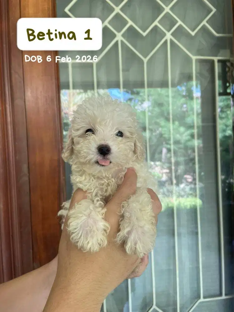 Toy Poodle Surabaya Betina Light Apricot (Stambum & Vaksin Lengkap)