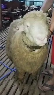 domba merino jantan 75kiloan super jumbo siap domba qurban premium top