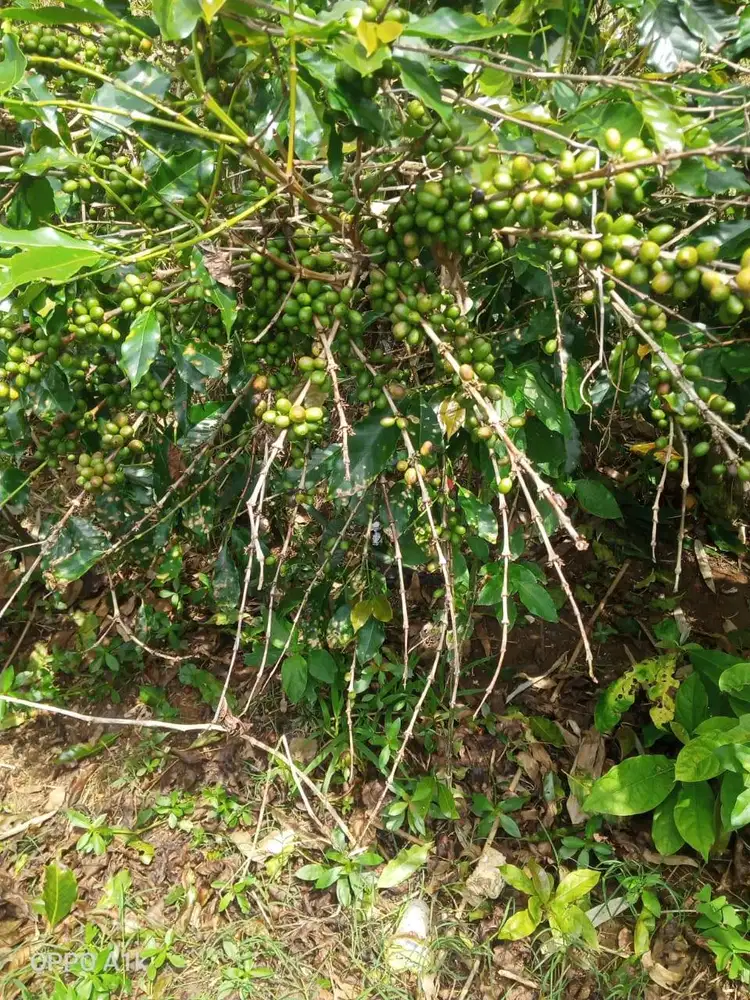 Jual Kebun Kopi