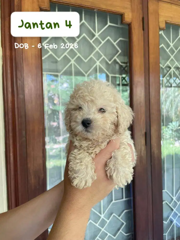 Toy Poodle Surabaya Jantan Light Apricot (Stambum & Vaksin Lengkap)