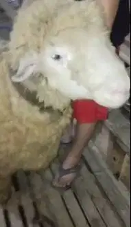 domba merino 75kiloan timbang hidup siap domba kurban terbaik 2026 top