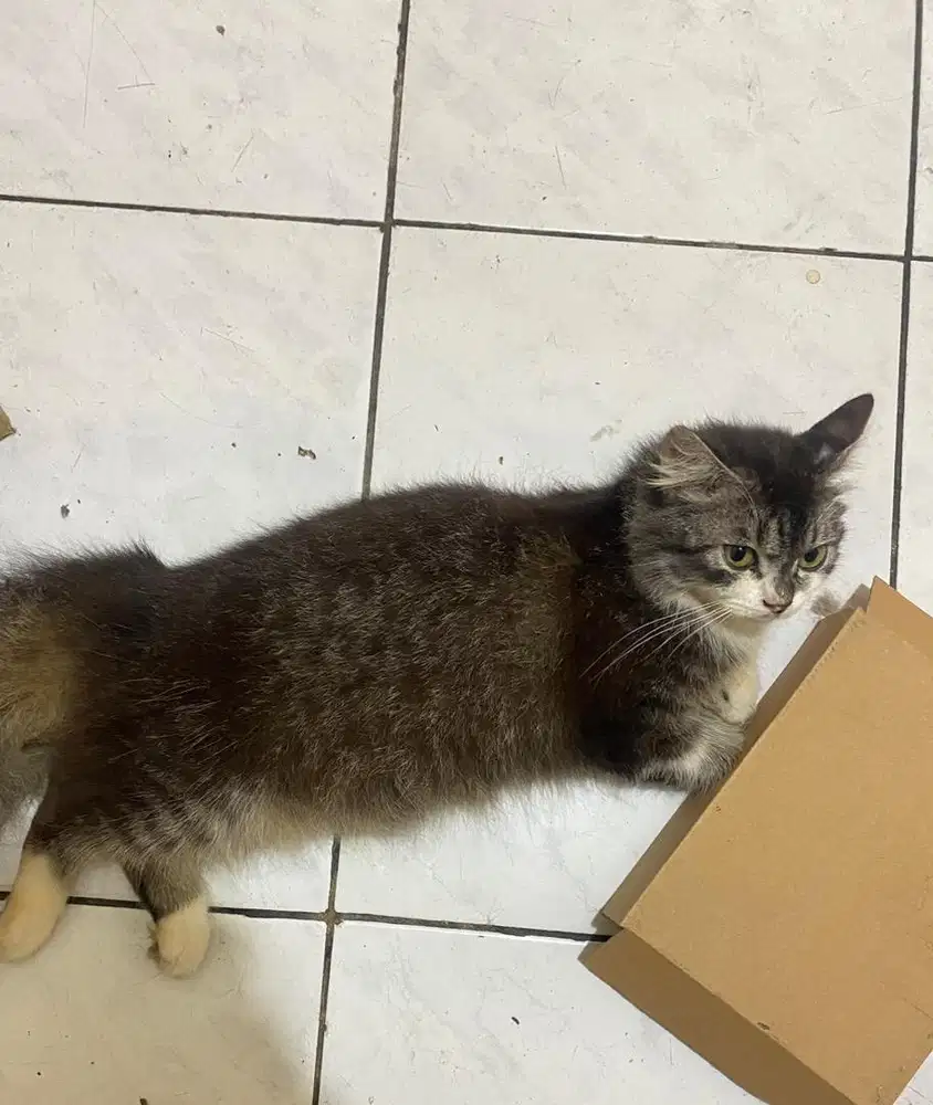 Kucing persia jantan