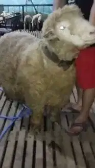 domba merino 75kiloan superan jumbo siap hewan qurban 2026 jamin puas