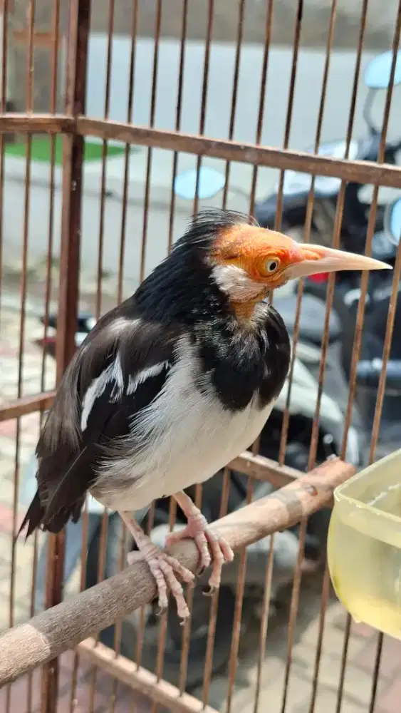 Burung jalak suren plus kurung apa adanya