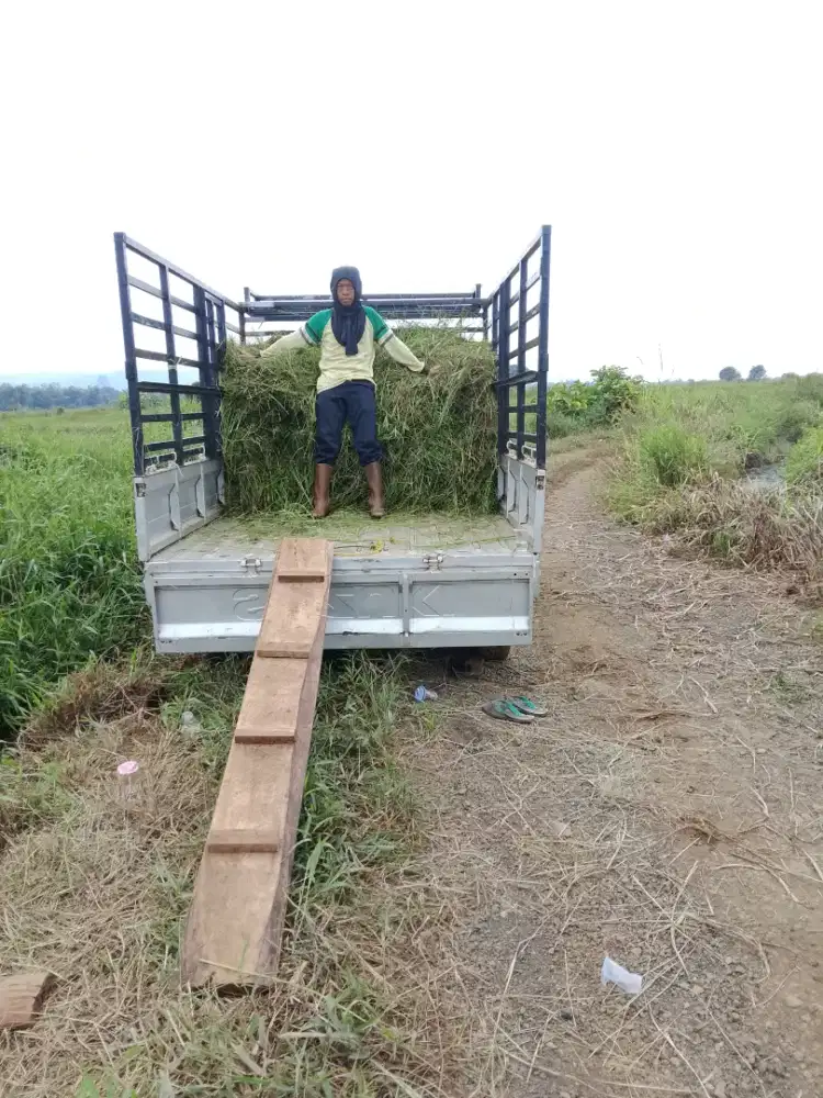 Ambil rumput untuk sapi dan kambing
