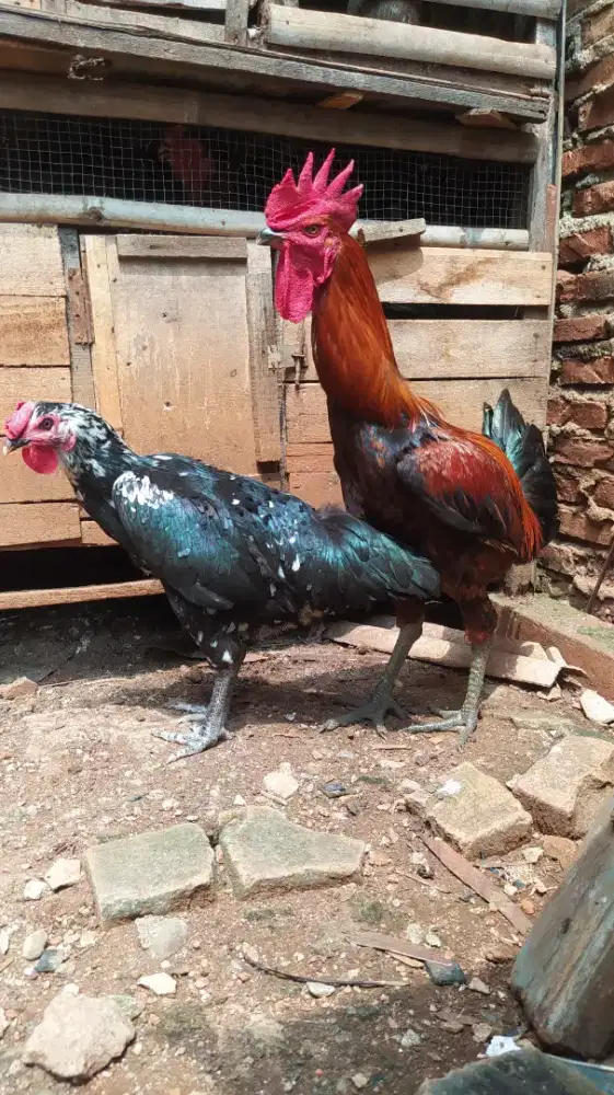 Ayam pelung sepasang