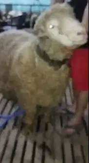 domba merino 75kiloan jantan super jumbo siap domba kurban 2026 manteb