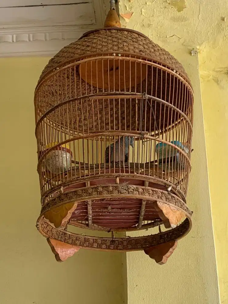 Perkutut lokal gacor manggung