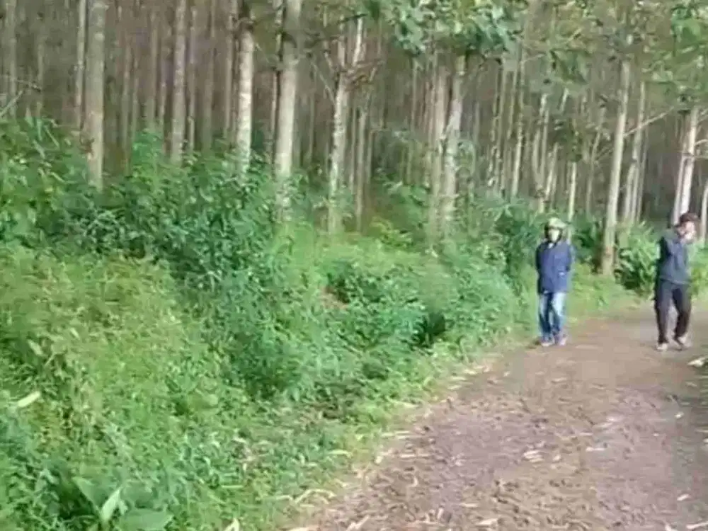 Kebun Jati Cililin Bandung barat lt 2,3 Ha.